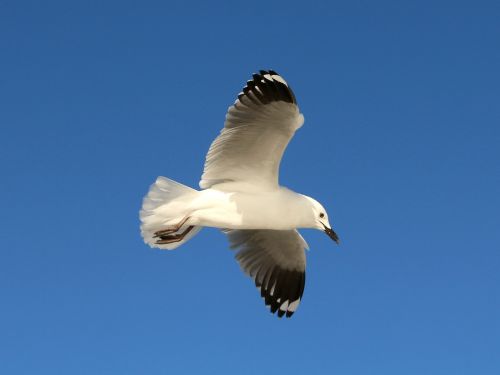 bird wings flying