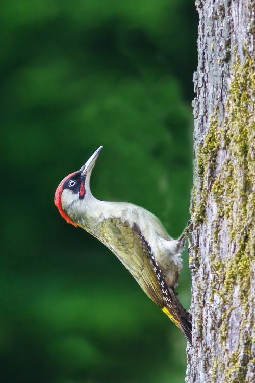 bird green woodpecker tree