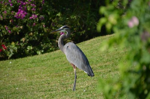 bird nature heron