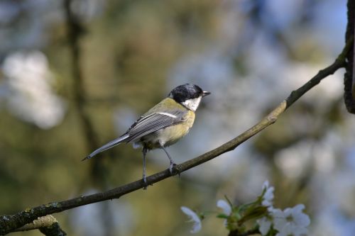 bird tit blue tit