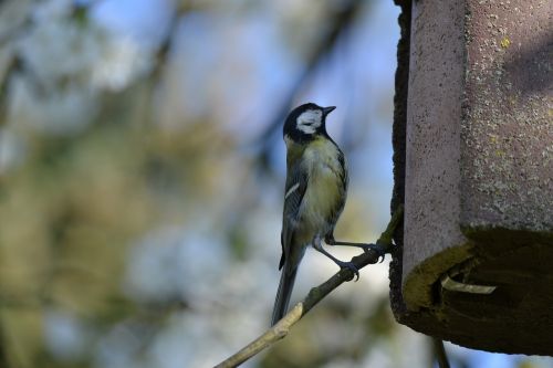 bird tit blue tit