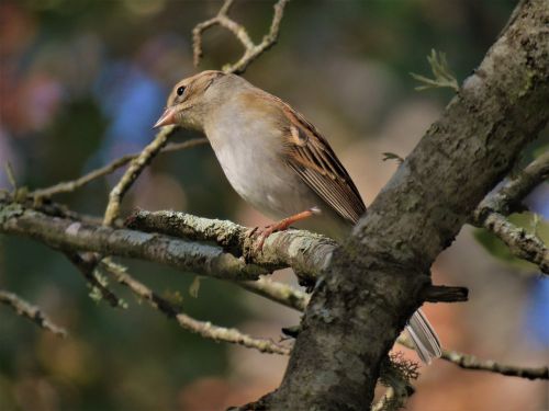 bird wildlife tree