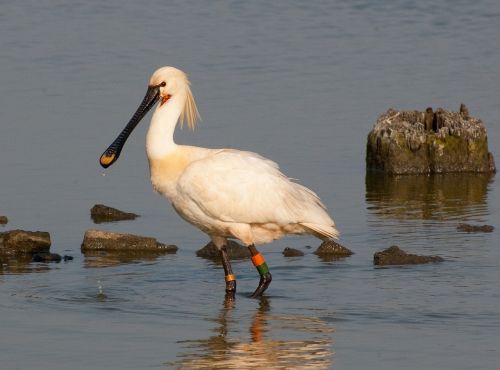 bird spoonbill texel