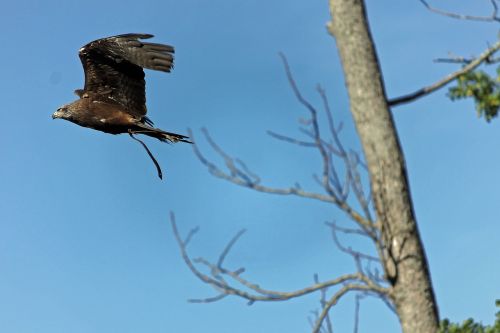 bird flight animal