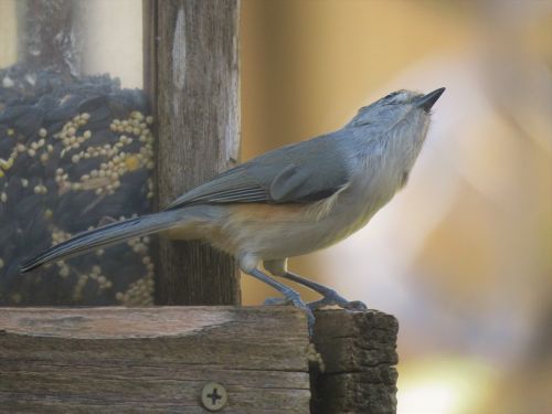 bird wildlife unusual