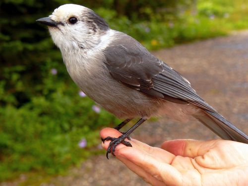 bird meisenhäher whisky-jack