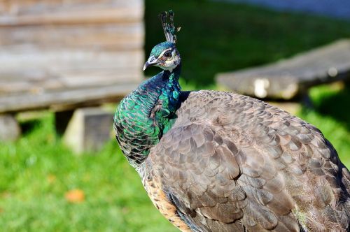 bird peacock peacock feathers