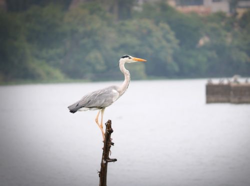 bird crane nature