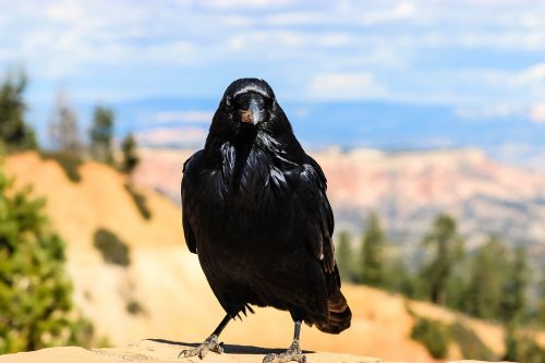 bird animal crow