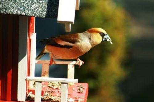 bird foraging close