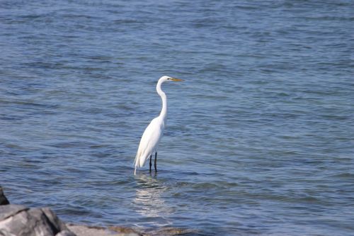 bird florida wildlife