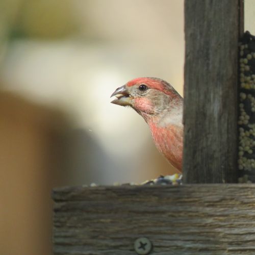 bird colorful wildlife