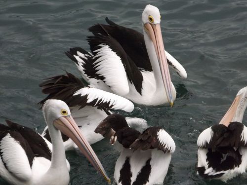 bird waterpolo nature