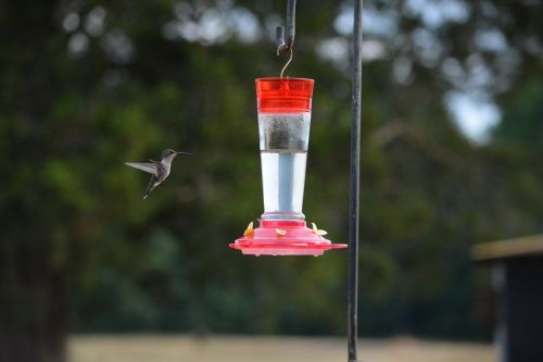 bird hummingbird flying