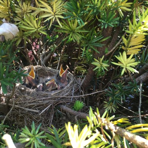 bird robin nest