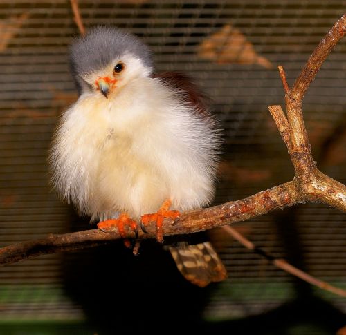 bird small cute