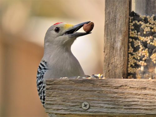 bird woodpecker funny
