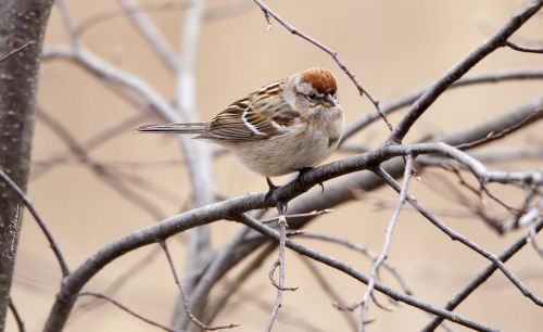 bird tree branch