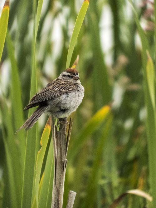 bird cattail brown