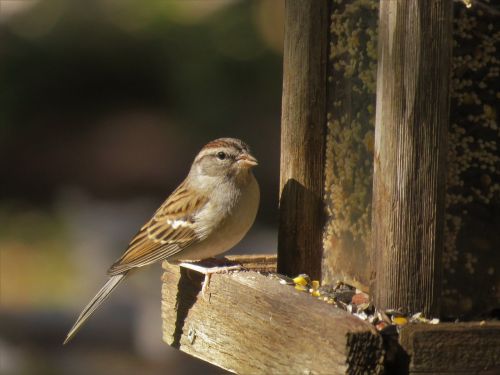 bird brown and gray wildlife