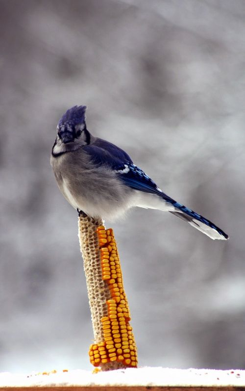 bird blue jay corn