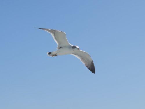 bird nature seagulls