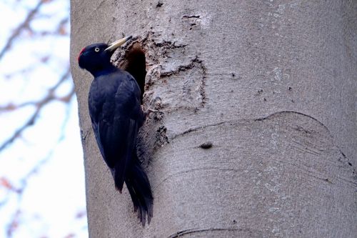 bird nature woodpecker