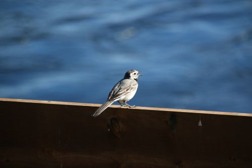 bird outdoors nature