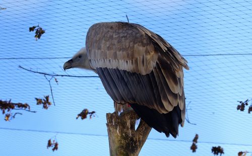 bird animal world animal