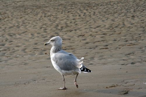 bird body of water sea