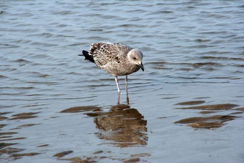 bird fauna body of water