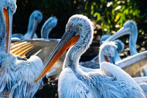 bird feather nature