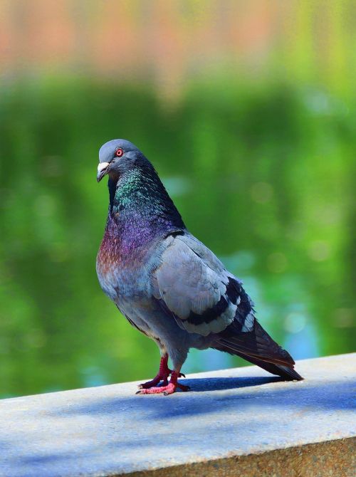 bird nature dove