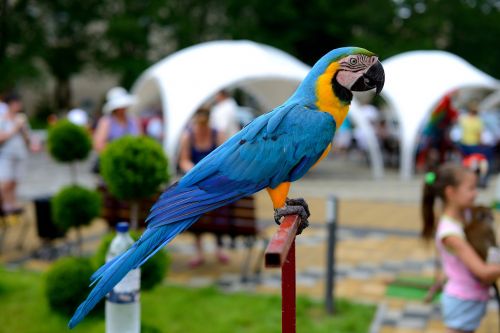 bird parrot multi color