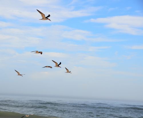 bird seagulls nature
