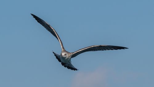 bird flight animal world