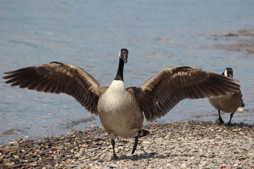 bird waters animal world