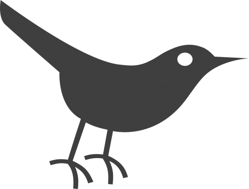 bird gray black