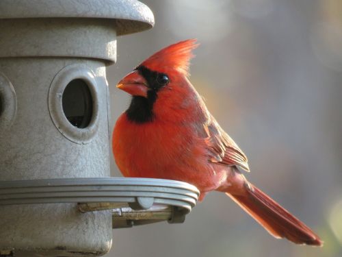 bird nature red bird