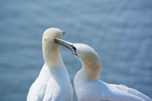 bird waters animal world