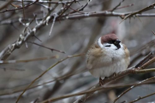 bird living nature nature