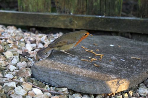 bird robin redbreast