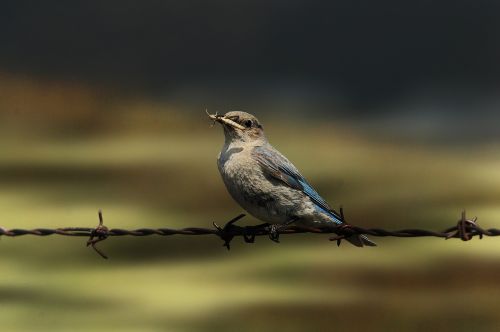 bird wildlife nature