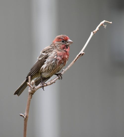 bird nature wildlife