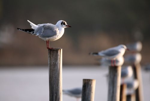 bird fauna nature