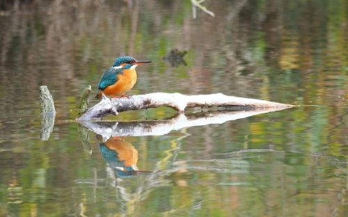 bird fauna martin pecheur