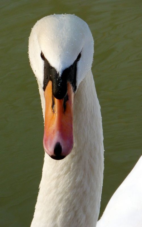 bird swan nature