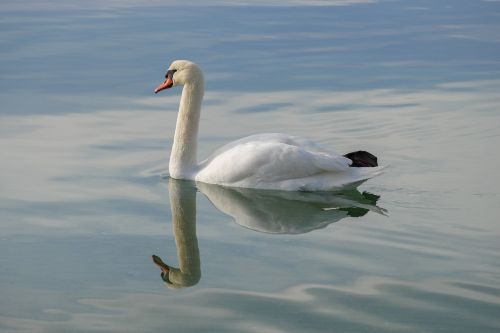 bird body of water swan