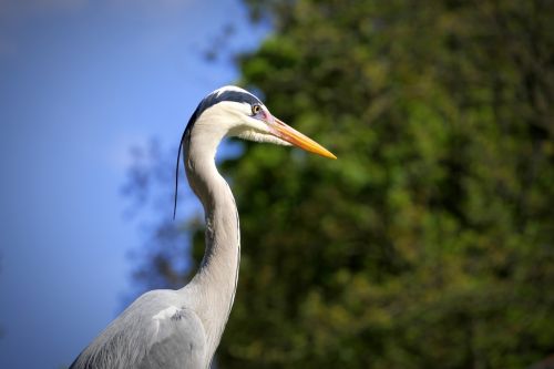 bird nature animal world