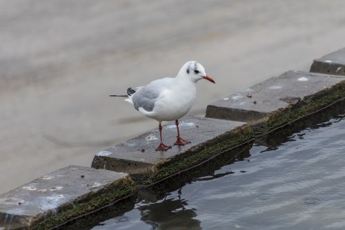 bird body of water nature